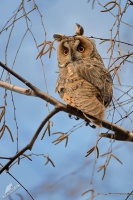 Kalous usaty - Asio otus - Long-eared Owl 5619